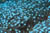 blue anemone coral sea copyright GUE david rhea