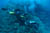coral dives barrier reef copyright GUE david rhea