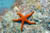 star fish barrier reef  copyright GUE david rhea